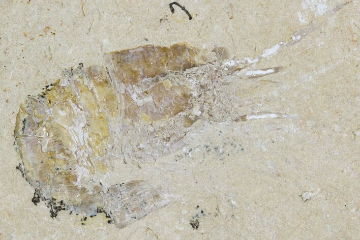 Cretaceous Fossil Shrimp - Lebanon #107460